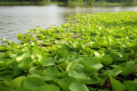 河流中绿色的水葫芦图片