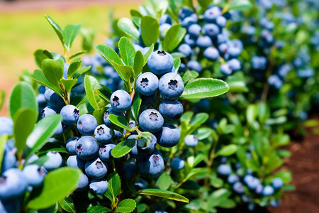 健康新鲜的蓝莓图片