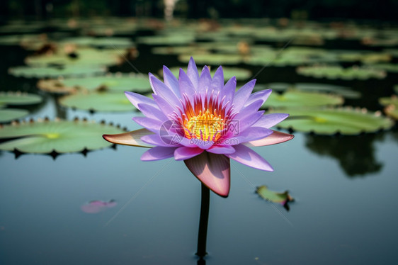 夏天池塘中的莲花图片