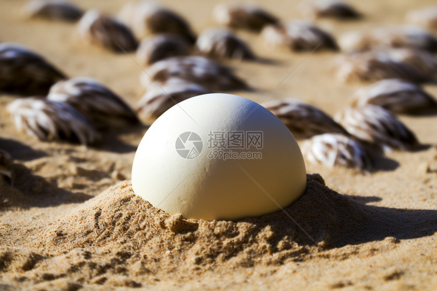 沙滩上的鸵鸟蛋图片