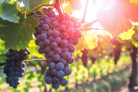 新鲜的葡萄葡萄栽培高清图片