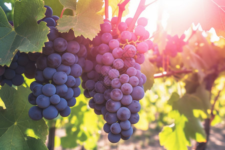成熟的葡萄葡萄栽培高清图片