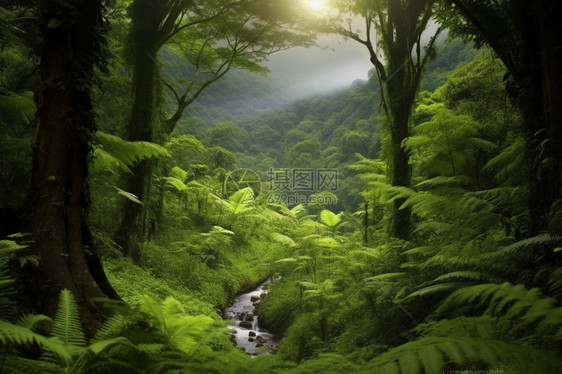 热带雨林的植物图片