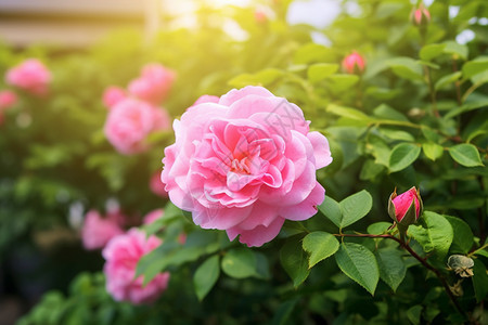 花园里的鲜花图片