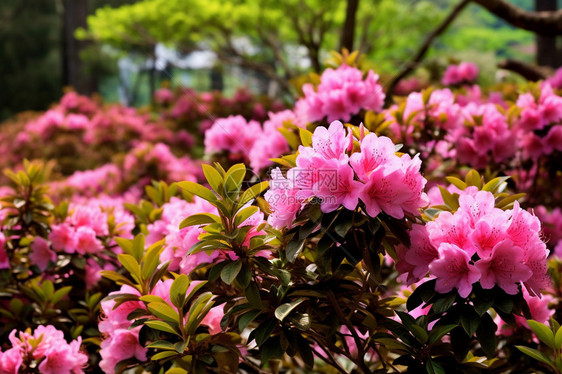 花园里的小花图片