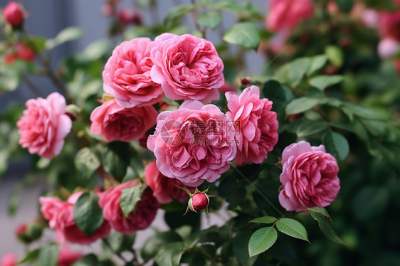 美丽粉色玫瑰图片