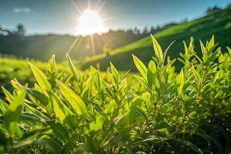 阳光下的茶园图片