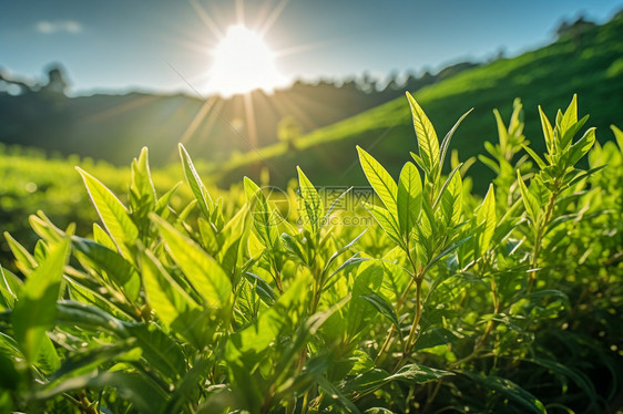 阳光下的茶园图片