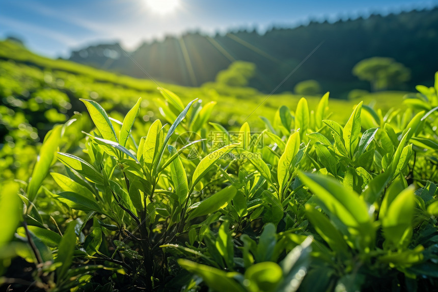 户外的茶园图片