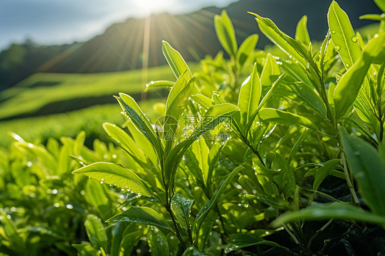 绿色的茶园图片