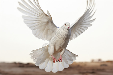 飞翔的白鸽图片