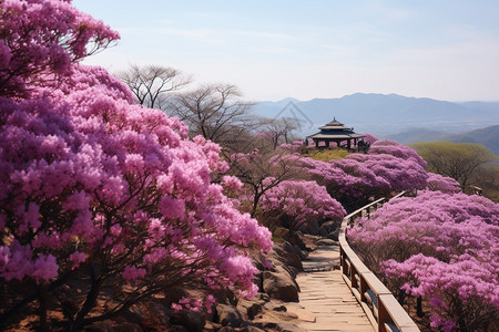 山中的杜鹃花花海图片