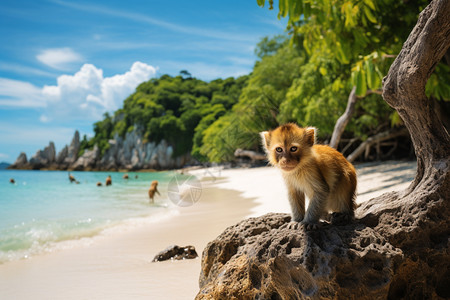 夏季海滩上的小猴子图片