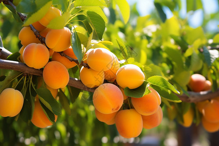 新鲜的杏子图片