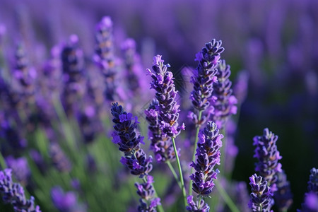 紫色花海紫色的薰衣草背景