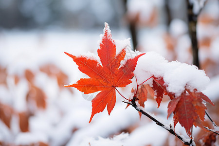 枫叶上的积雪图片