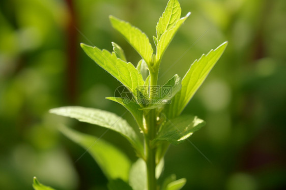 户外的绿色植物图片