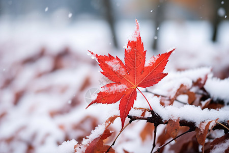 冬季户外的积雪图片