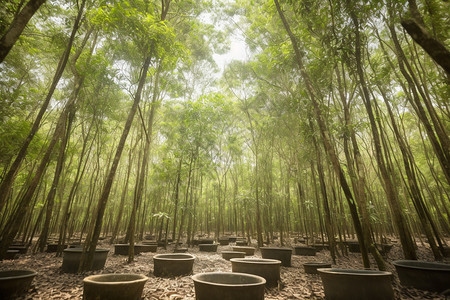 橡胶树木种植基地图片