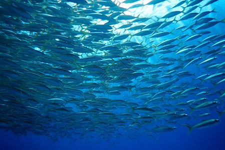 海底壮观的沙丁鱼群图片