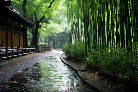 公园森林里的竹子图片