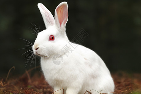 可爱的野生兔子图片