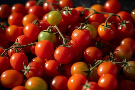 健康营养的番茄图片