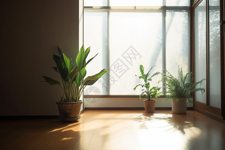 室内摆放的植物背景图片