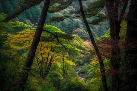 山脉森林中的树木图片
