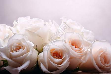浪漫美丽的白玫瑰图片