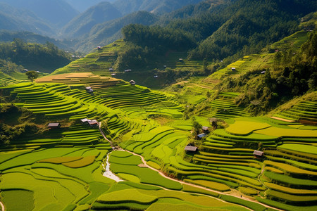 农村丘陵中的田地图片