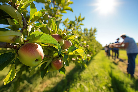 在果园里摘苹果的工人图片