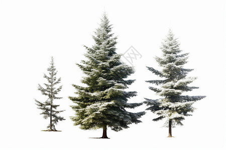 冬季松树背景图片