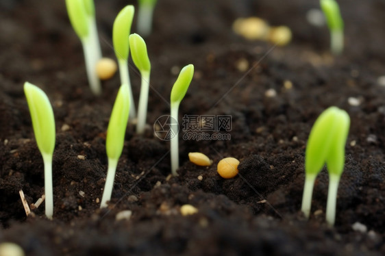 土壤里的豆芽图片
