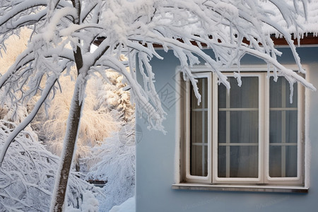 冬天霜冻的树木图片