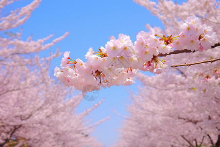 叶樱桃和蓝天唯美粉红色樱花花瓣背景