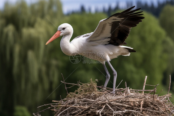 野生动物鹳图片