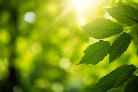 绿色植物与阳光图片
