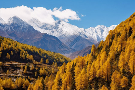 布满森林的山坡和雪峰图片