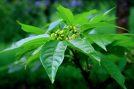 郁郁葱葱的绿植图片