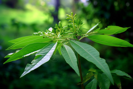 绿色的植物叶子图片