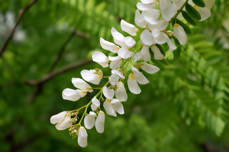 绽放的槐花花图片