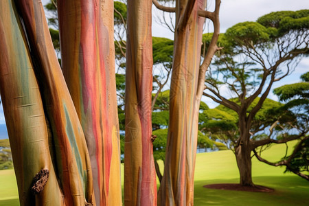 热带彩虹桉树图片