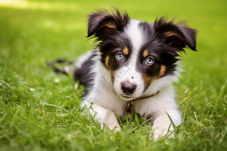 可爱的牧羊犬图片