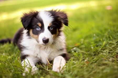 户外的牧羊犬图片