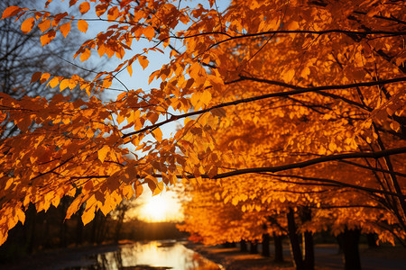 秋日风景图片