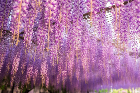 盛开的美丽紫藤花图片