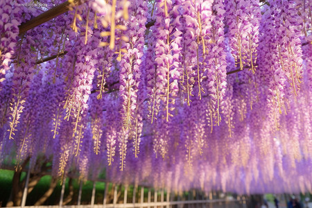盛开的紫藤花背景图片