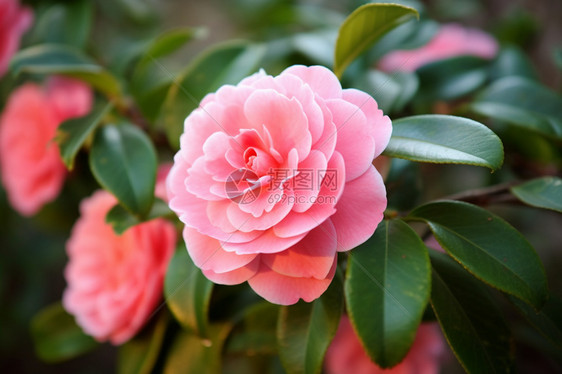 花园里美丽的山茶花图片