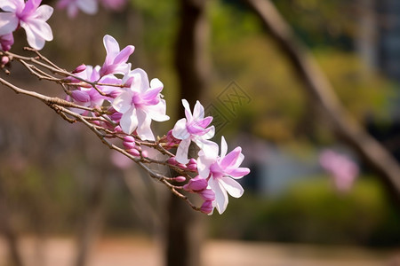 树上的紫荆花图片